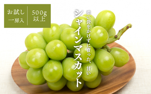 【2025年発送】シャインマスカット 1房入 /500g以上 (岡山県産) 【KF-B008-01】