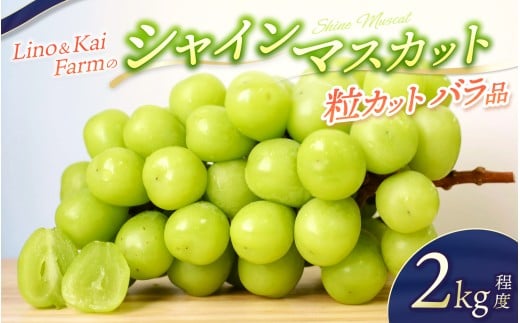 2026年先行予約 Lino＆Kai Farmのシャインマスカット 粒カットバラ品 (2kg程度）ぶどう 岡山 真庭市 シャインマスカット 高級 【linokai004-02】