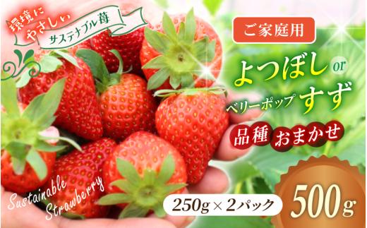 【ご家庭用】 いちご よつぼし すず 品種おまかせ 500g （250g × 2パック）  / いちご イチゴ ストロベリー 苺 自宅用 こだわり 新鮮 産直 産地直送 サステナブル 果物 フルーツ くだもの 岡山県 真庭市 ハッピーファーム 【hfpr004-01】