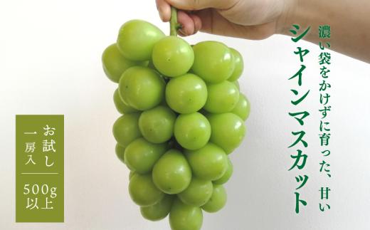 【2026年先行受付】【きよとうファーム】シャインマスカット 1房入 /500g以上　 (岡山県産) ぶどう マスカット 真庭市 【KF-W008-01】