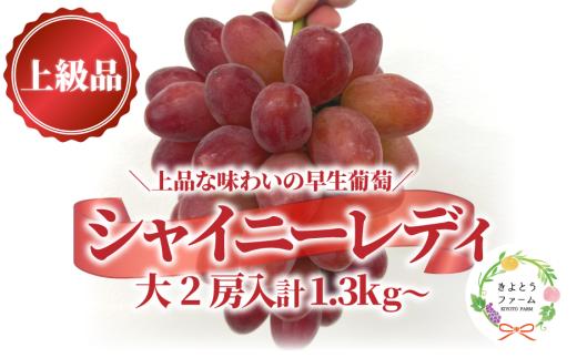 【2026年先行予約】シャイニーレディ大サイズ2房 計1.3kg~ 赤色の早生葡萄 【KF-B095-01】