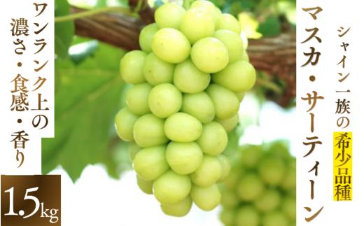 【2026年先行予約】 マスカサーティーン【シャイン一族の希少品種】 1.5㎏（3房または4房） 高級 シャインマスカット よしだ葡萄園 朝どれ直送【10月上旬～10月下旬頃に順次発送】/ ぶどう シャインマスカット 果物フルーツ 贈答品 贈り物 岡山県 真庭市【ysdb005】