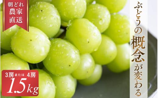 【2026年先行予約】 糖度18度以上！朝採れシャインマスカット 1.5kg (3房または4房) ぶどうの概念が変わる よしだ葡萄園の極上品【10月上旬～10月下旬頃に順次発送】 / ぶどう シャインマスカット 果物フルーツ 贈答品 贈り物 岡山県 真庭市【ysdb002】