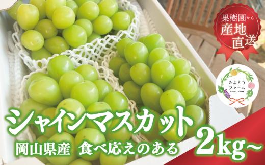 【2026年先行受付】【きよとうファーム】シャインマスカット3～5房/計2kg~ (岡山県産) KF-W016-02 ぶどう マスカット 真庭市 【KF-W016-02】