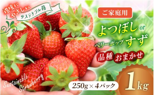 【ご家庭用】 いちご よつぼし すず 品種おまかせ 1kg （250g × 4パック）  / いちご イチゴ ストロベリー 苺 自宅用 こだわり 新鮮 産直 産地直送 サステナブル 果物 フルーツ くだもの 岡山県 真庭市 ハッピーファーム 【hfpr003-01】