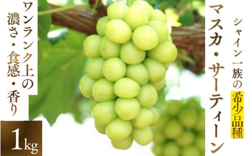 【2026年先行予約】 マスカサーティーン【シャイン一族の希少品種】 1㎏（2房または3房） 高級 シャインマスカット よしだ葡萄園 朝どれ直送【10月上旬～10月下旬頃に順次発送】/ ぶどう シャインマスカット 果物フルーツ 贈答品 贈り物 岡山県 真庭市【ysdb004】