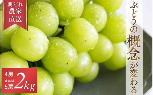 【2026年先行予約】 糖度18度以上！朝採れシャインマスカット 2kg (4房または5房) ぶどうの概念が変わる よしだ葡萄園の極上品【10月上旬～10月下旬頃に順次発送】 / ぶどう シャインマスカット 果物フルーツ 贈答品 贈り物 岡山県 真庭市【ysdb003】