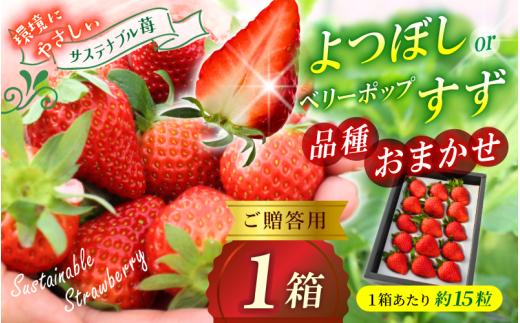 【贈答用】 高級いちご よつぼし すず 品種おまかせセット （15粒 × 1箱） ゆりかご入り / いちご イチゴ ストロベリー 苺 こだわり 新鮮 産直 産地直送 サステナブル 果物 フルーツ くだもの ギフト プレゼント 贈答 岡山県 真庭市 ハッピーファーム 【hfpr002-01】