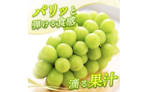 【2026年先行予約】 【ご家庭用】 Lino＆Kai Farmのシャインマスカット 2房（1.4kg前後） 化粧箱入  / 朝採れ ぶどう 岡山  真庭市 シャインマスカット 高級 ギフト 大粒 果物 贈答 人気 産地直送 国産 数量限定 種なし 【linokai008-02】