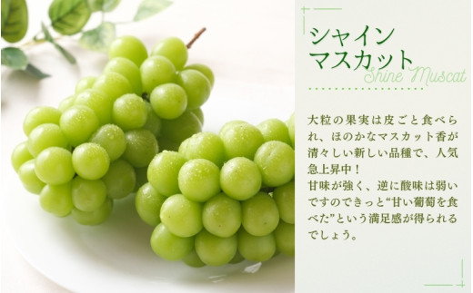 ã2026幎å
è¡äºçŽãNISSHOKUãFARMãç¹éžã倧ç²ã¶ã©ããšããªãŒãã·ãããã®ã»ããïŒã·ã£ã€ã³ãã¹ã«ããå
¥ãïŒå²¡å±± ãnisfarm011-02ã