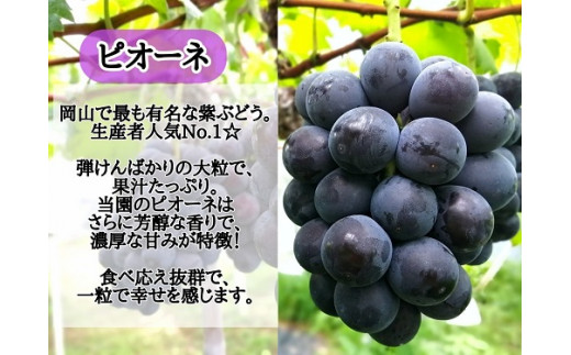 【産地直送】※2026年の予約です！※  岡山県産 こだわりの ピオーネ 1.2kg(2～3房)セット【2026年9月上旬～発送予定】離島発送不可 / 先行予約 ピオーネ 贈答 厳選 果物 フルーツ 当日出荷 新鮮 数量限定 ぶどう専門 林ファミリー 真庭市【hfbd004-02】