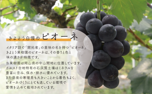 【2026年先行予約】種なしピオーネ 特大2房/計1.3kg~ (岡山県産)【KF-B064-01】