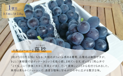 【2026年先行予約】大粒ぶどうの定期便 藤稔とシャインマスカットの人気品種２kg入の２回便(定期便)(岡山県産)【KF-T052-04】