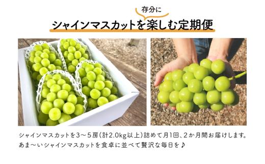 岡山のシャインマスカットを楽しむ満足2回便！大3-5房入×2回/全便計4.8kg～ (定期便)(岡山県産) 【KF-T065-01】