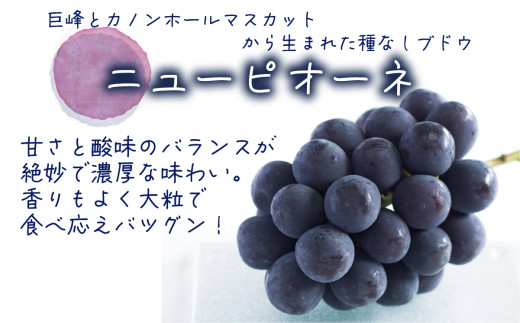 ã2026幎å
è¡äºçŽã 岡山 è±ç¬ã¿èŸ²åã®ããã¥ãŒããªãŒã&ãªãŒãã©ãã©ãã¯ã1kg(2æ¿) 2026幎9æäžæ¬ïœ åä»é ã«çºéäºãhana032-02ã