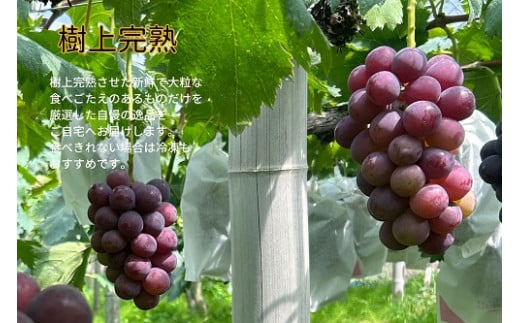 ã2026幎å
è¡äºçŽã岡山çç£ ãèš³ããã ããªãŒã1.0kg以äžïŒ2æ¿ïŒç£å°çŽé ææ¡ã / ã¶ã©ã è¡è å
è¡äºçŽ ãã«ãŒã çåºåžãkgftmt017-02ã