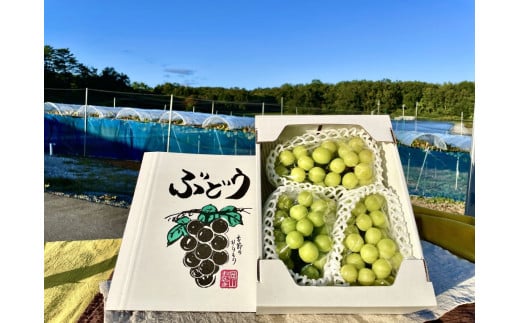 【2026年先行予約】【訳あり】 ご家庭用 シャインマスカット 約1.8kg（2～4房）  NISSHOKU FARM 【先行予約】 / 甘い 岡山 訳アリ わけあり ぶどう ブドウ 葡萄 シャインマスカット 先行予約 フルーツ 果物 特選 真庭市 フルーツ王国【nisfarm014-02】