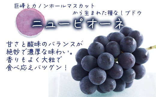 【2026年先行予約】花笑み農園 岡山の『ピオーネ＆シャインマスカット＆ラムピオーネジャム＆飲む酢』 【hana070-02】