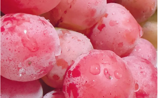 2026蟷エ蜈郁。御コ育エ縲舌#螳カ蠎ュ逕ィ縲 蟶悟ー大刀遞ョ 繧ッ繧、繝シ繝ウ繝九シ繝 3ス橸シ疲袷 2kg莉・荳奇シ亥喧邊ァ邂ア蜈・繧奇シ LinoシKai Farm 縺カ縺ゥ縺 蟯。螻ア 逵溷コュ蟶 縲人inokai011-02縲