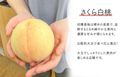 【2026年先行予約】さくら白桃（家庭用）5-8玉入 (岡山県産)【KF-A025-01】