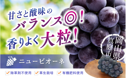 【2026年発送・先行予約】ピオーネ 除草剤不使用 3～4房(約2kg)贈答用 種なし ニューピオーネ 岡山ピオーネ ピオーネ ぴおーね ぶどう 葡萄 ブドウ 果物 フルーツ 大粒 ピオーネ 種無し 産地直送 農家直送 厳選 化粧箱 花笑み農園 岡山 ピオーネ 真庭市【hana006-03】