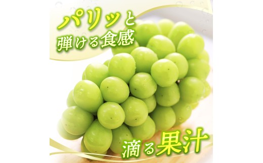 【2026年先行予約】 【ご家庭用】Lino＆Kai Farmのシャインマスカット 1房 （約800g）化粧箱入 / 朝採れ ぶどう 岡山  真庭市 シャインマスカット 高級 ギフト 大粒 果物 贈答 人気 産地直送 国産 数量限定 種なし 某産直サイトで受賞 【linokai007-02】