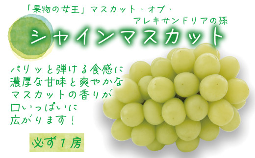 ã2026幎å
è¡äºçŽã岡山 è±ç¬ã¿èŸ²åããåäž»ããããã¶ã©ã2çš®ã»ãããïœã·ã£ã€ã³ã®èŠªåã»ããïœ ãhana065-02ã