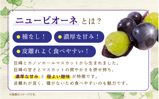 【2026年発送・先行予約】ピオーネ 除草剤不使用 3～4房(約2kg)贈答用 種なし ニューピオーネ 岡山ピオーネ ピオーネ ぴおーね ぶどう 葡萄 ブドウ 果物 フルーツ 大粒 ピオーネ 種無し 産地直送 農家直送 厳選 化粧箱 花笑み農園 岡山 ピオーネ 真庭市【hana006-03】
