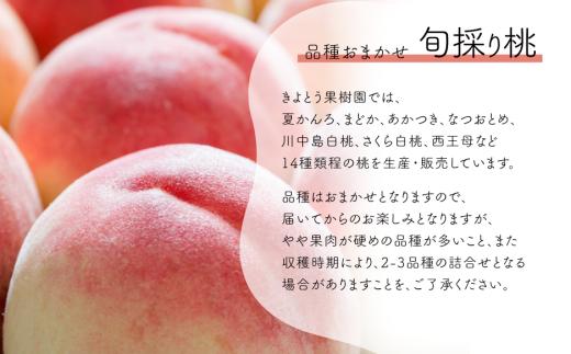 【2026年先行予約】桃も葡萄もしっかり食べたい！旬桃とシャインマスカットの満足便 (定期便) (岡山県産) / 8月10月 【KF-T062-02】