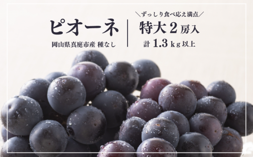 【2026年先行予約】種なしピオーネ 特大2房/計1.3kg~ (岡山県産)【KF-B064-01】