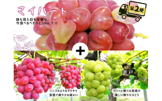 【産地直送】※2026年の予約です！※ 岡山シャインマスカット＆マイハート入り！新鮮ぶどう定期便 ２.４ｋｇ(４～６房)　２回に分けてお届け！ / ぶどう ブドウ 葡萄 シャインマスカット マイハート ピオーネ サニードルチェ 瀬戸ジャイアンツ 贈答 果物 フルーツ 新鮮 人気 数量限定 ぶどう専門 林ファミリー【hfbd-tkb005-02】