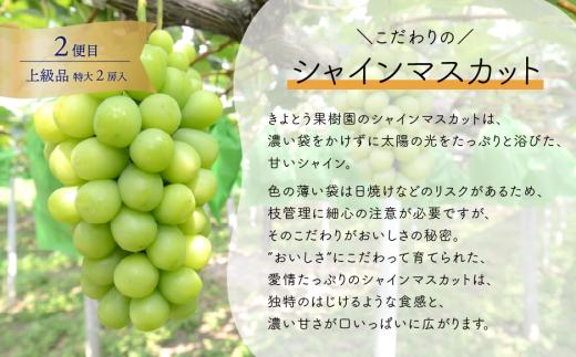 ã2026幎å
è¡äºçŽãéãã質ïŒå³éžããå€§çæ¡ãšå€§ç²ã®ã·ã£ã€ã³ãã¹ã«ãããå±ãïŒåäŸ¿ïŒ (å®æäŸ¿)(岡山çç£)ãKF-T063-01ã