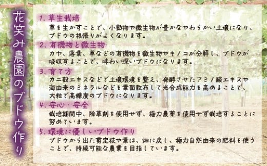 【2026年先行予約】花笑み農園　岡山『ぶどうの宝石箱』３種以上（36粒入り） 【hana051-02】