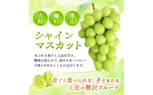 【2026年先行予約】 【ご家庭用】 Lino＆Kai Farmのシャインマスカット 3房前後(2kg程度）化粧箱入 / 朝採れ ぶどう 岡山  真庭市 シャインマスカット 高級 ギフト 大粒 果物 贈答 人気 産地直送 国産 数量限定 種なし 【linokai002-02】