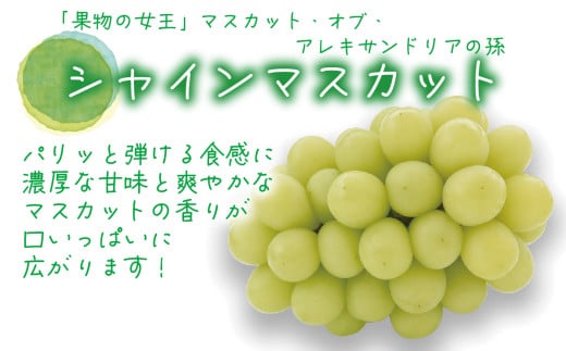 【2026年先行予約】花笑み農園 岡山の『ピオーネ＆シャインマスカット＆ラムピオーネジャム＆飲む酢』 【hana070-02】