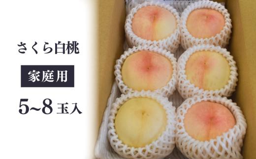 【2026年先行予約】さくら白桃（家庭用）5-8玉入 (岡山県産)【KF-A025-01】