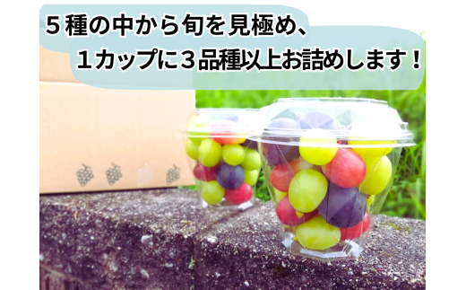 â»2026幎ã®äºçŽã§ãïŒâ»ãç£å°çŽéããã«ãŒãçåœå²¡å±±ïŒã·ã£ã€ã³ãã¹ã«ããå
¥ãã¶ã©ãç²ã«ããÃïŒ / 岡山 çåº ã·ã£ã€ã³ãã¹ã«ãã é£ã¹æ¯ã¹ è¡è ãã㊠ã¶ã©ã æ°é®® æç© ãã«ãŒã äººæ° æ°ééå® ç²å é£ã¹ããã ã®ãã ã¶ã©ãå°é æãã¡ããªãŒ (2026幎9æïœçºéäºå®) ãhfbd002-02ã