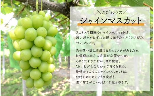 岡山のシャインマスカットを楽しむ満足2回便！大3-5房入×2回/全便計4.8kg～ (定期便)(岡山県産) 【KF-T065-01】