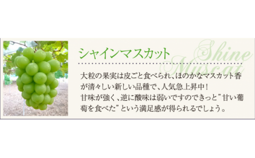 【2026年先行予約】【訳あり】 ご家庭用 シャインマスカット 約1.8kg（2～4房）  NISSHOKU FARM 【先行予約】 / 甘い 岡山 訳アリ わけあり ぶどう ブドウ 葡萄 シャインマスカット 先行予約 フルーツ 果物 特選 真庭市 フルーツ王国【nisfarm014-02】