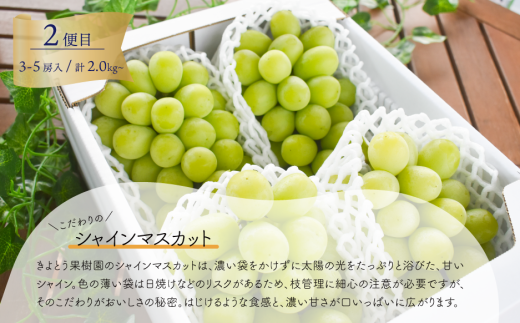 【2026年先行予約】大粒ぶどうの定期便 藤稔とシャインマスカットの人気品種２kg入の２回便(定期便)(岡山県産)【KF-T052-04】