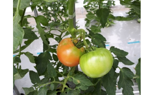 亮麻農園　大玉トマト「桃太郎」3.2～4.0kg【rmne001-02】