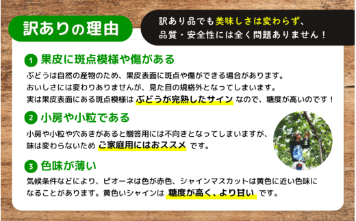 【訳あり】※2026年の予約です！※岡山県産 林ファミリーのシャインマスカット 約1.2kg（約2～3房）【2026年先行予約】 / 葡萄 ぶどう 岡山 真庭市 マスカット ブドウ 果物 フルーツ 新鮮 人気 数量限定 お買い得 家庭用 お試し ぶどう専門【hfbd021-02】