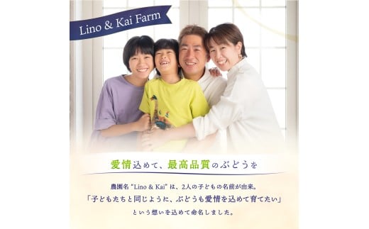 【2026年先行予約】 【ご家庭用】Lino＆Kai Farmのシャインマスカット 1房 （約800g）化粧箱入 / 朝採れ ぶどう 岡山  真庭市 シャインマスカット 高級 ギフト 大粒 果物 贈答 人気 産地直送 国産 数量限定 種なし 某産直サイトで受賞 【linokai007-02】