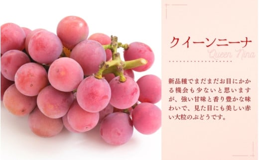 【2026年先行予約】 NIHOKU　FARM　特選　大粒ぶどう３種セット（シャインマスカット入り）岡山 ぶどう 真庭市 高級 ギフト 贈り物 ピオーネ クイーンニーナ 【nisfarm010-02】