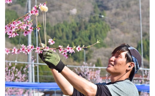 ããããšããã¡ãŒã ãå¹»ã®æ¡ãè æ¡ã®ãªãã¥ãŒã«ãã»ãé
ãçŽå
ã(岡山çç£)ãKF-S001-03ã