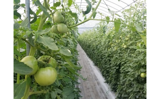 亮麻農園　大玉トマト「桃太郎」3.2～4.0kg【rmne001-02】