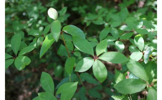 【 マツリカサボン 】 オーガニック石けん （クロモジ） 75g 1個 ご自宅用 / オーガニック 生せっけん 自然素材 石鹸 岡山 真庭 蒜山 肌にやさしい こだわり 手作り 無添加 洗顔 MATSURIKA SAVON 【savon021-01】