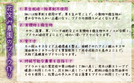 【2026年先行予約】 岡山 花笑み農園の『BKシードレス』家庭用2kg（3～6房） 2026年9月中旬～ 受付順に発送予定 【hana029-02】