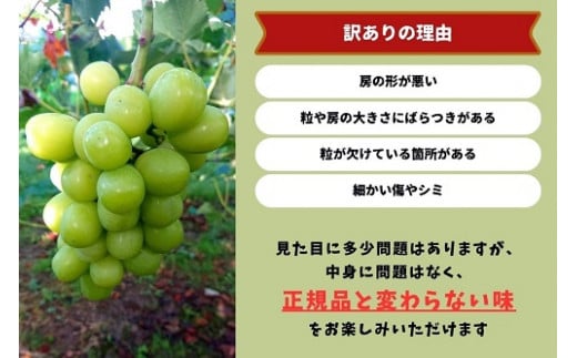 【2026年先行予約】岡山県産 【訳あり】 シャインマスカット 1.1kg以上（2房） 産地直送 朝採れ / ぶどう 葡萄 フルーツ 先行予約 真庭市【kgftmt014-02】