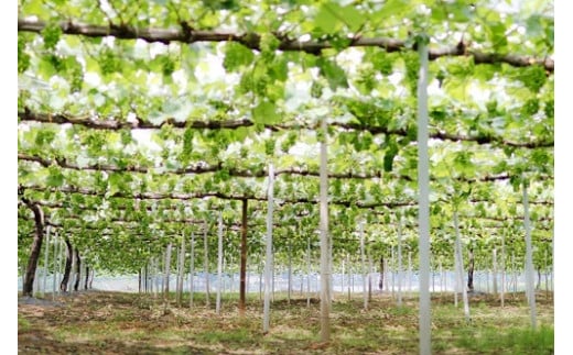 【 産地直送 】 ※2026年の予約です！※ フルーツ王国 岡山　朝採り新鮮!人気 ぶどう 瀬戸ジャイアンツ 1.2kg(2～3房)【2026年9月下旬～発送予定】離島発送不可 / 葡萄 先行予約 フルーツ 瀬戸ジャイアンツ 贈答 当日出荷 数量限定 林ファミリー 真庭市【hfbd007-02】